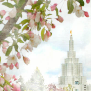Latter-day Saint Temple Pictures - Spring Blossoms