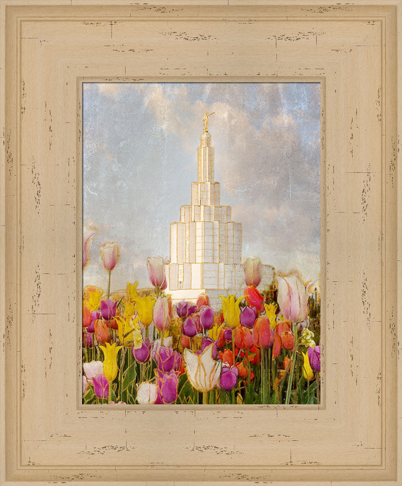 Idaho Falls Idaho Temple with purple, pink, and yellow tulips.
