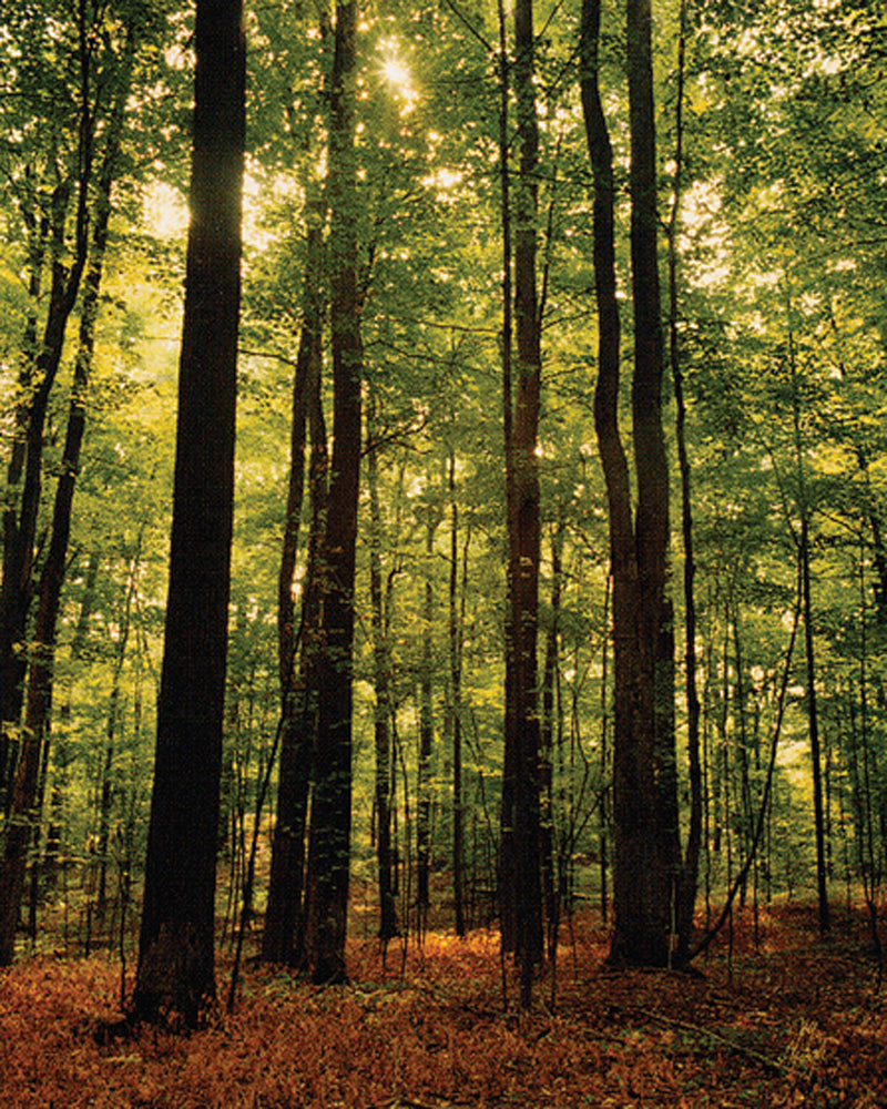 Sacred Grove' 16x20 open edition print