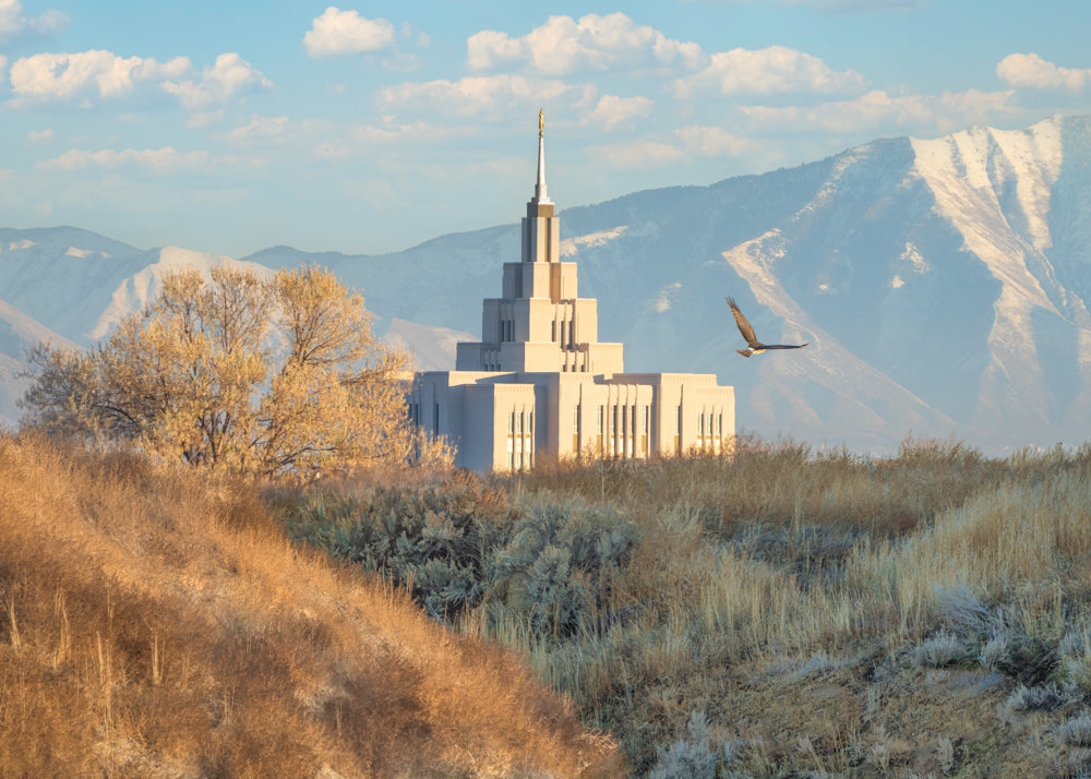 The Saratoga Springs Utah Temple with the mountains and a hawk in flight.