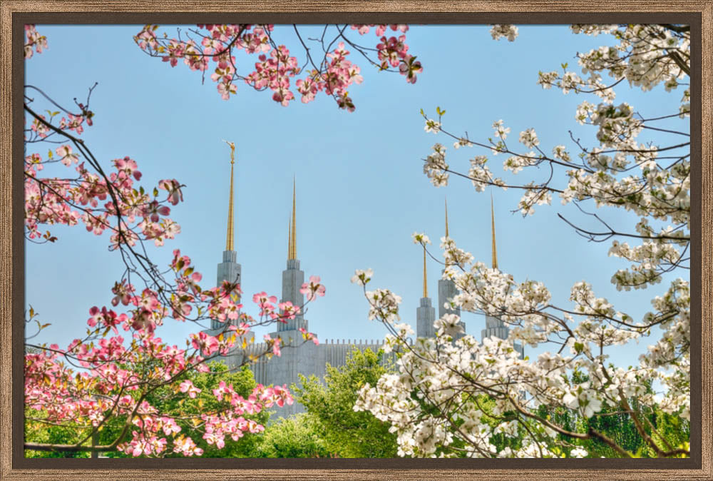 Washington DC Temple - Spring Flower View