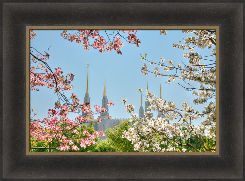 Washington DC Temple - Spring Flower View