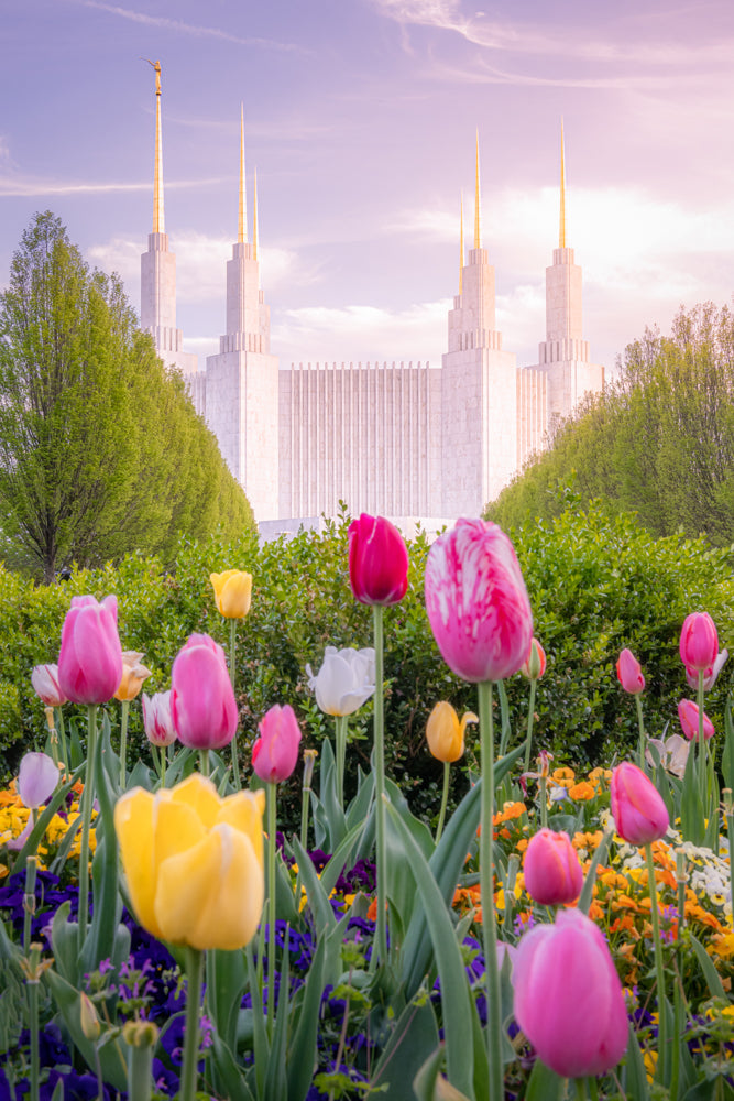 The Washington DC Temple with tulips.
