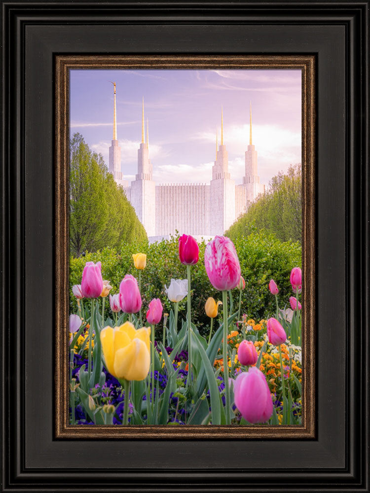 Washington DC Temple - Tulips