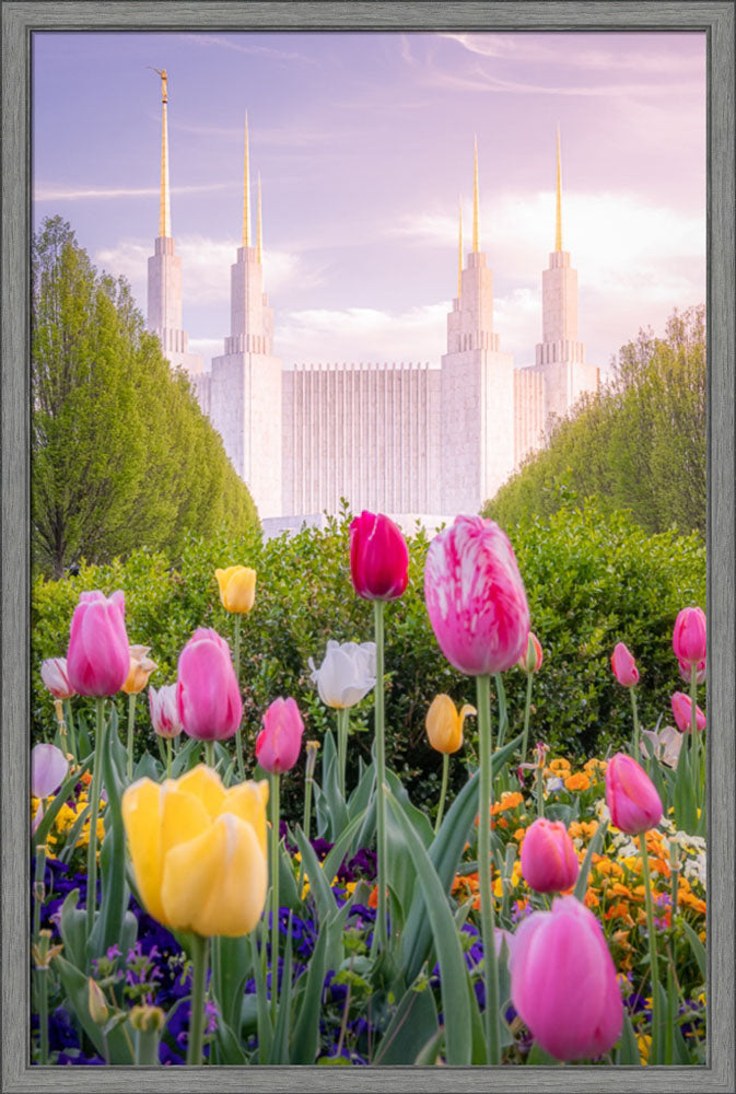 Washington DC Temple - Tulips