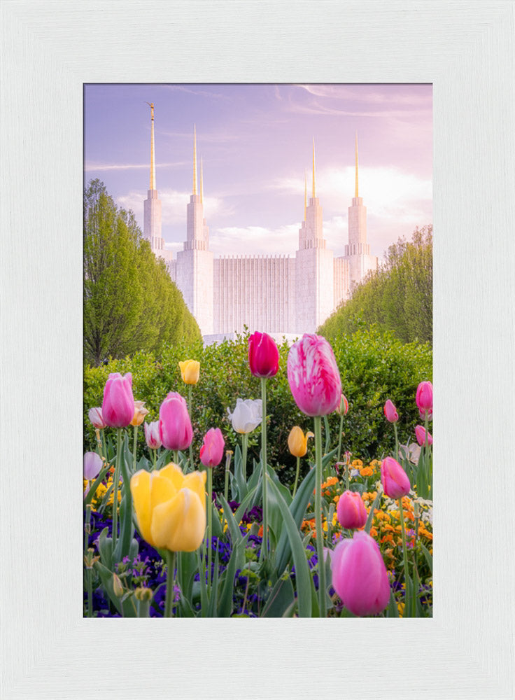 Washington DC Temple - Tulips