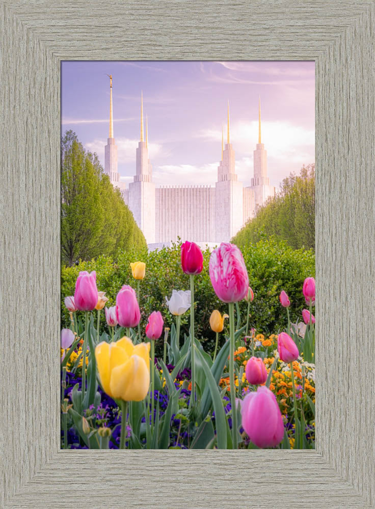 Washington DC Temple - Tulips