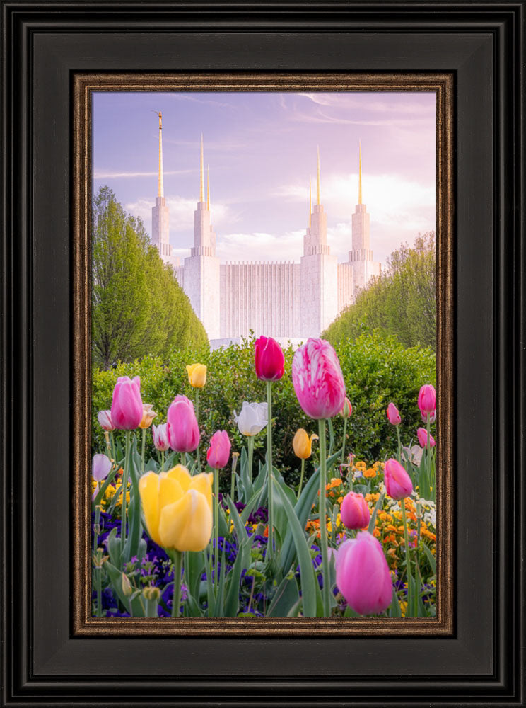Washington DC Temple - Tulips