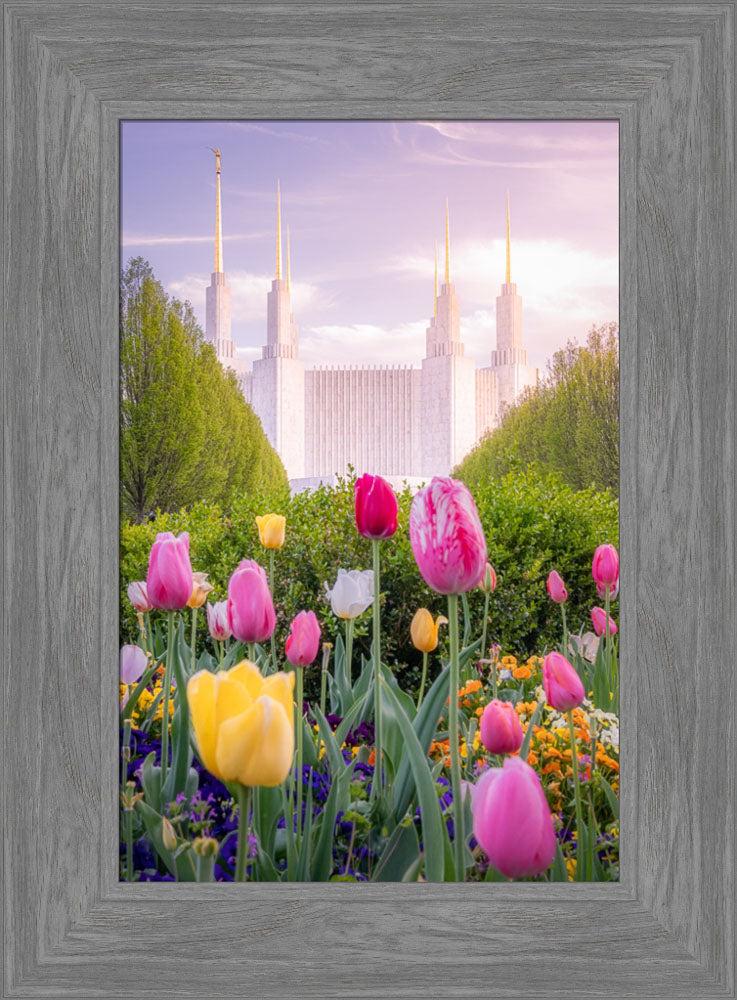 Washington DC Temple - Tulips