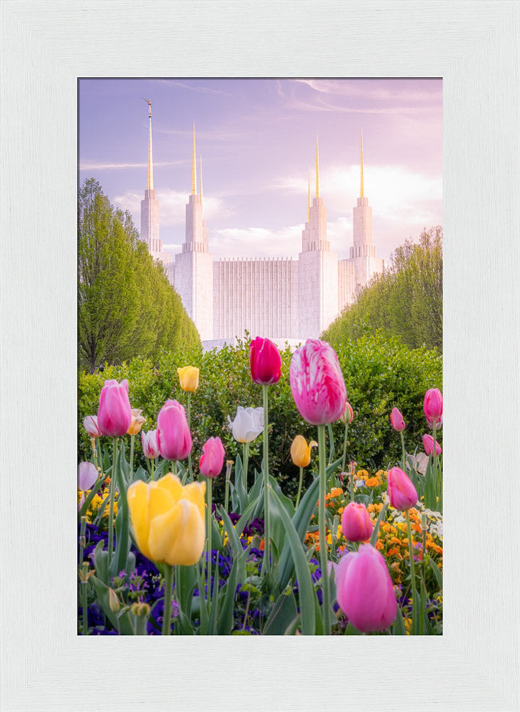 Washington DC Temple - Tulips