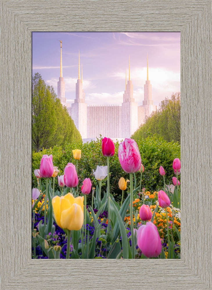 Washington DC Temple - Tulips