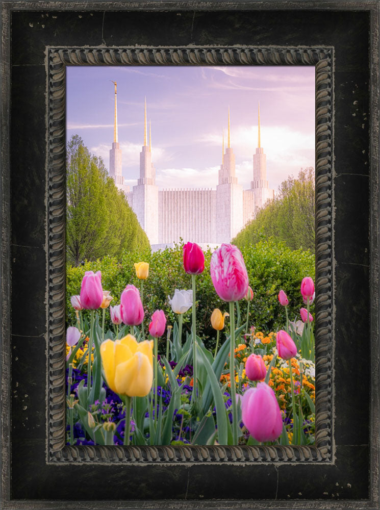 Washington DC Temple - Tulips