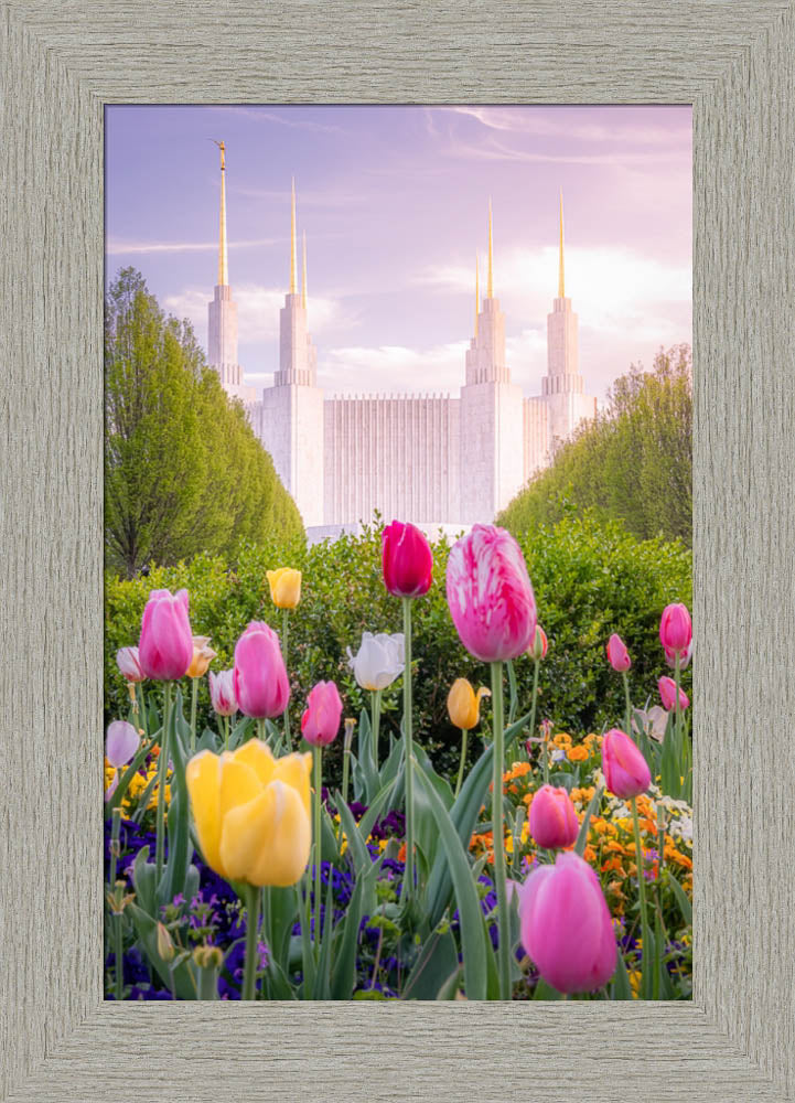 Washington DC Temple - Tulips