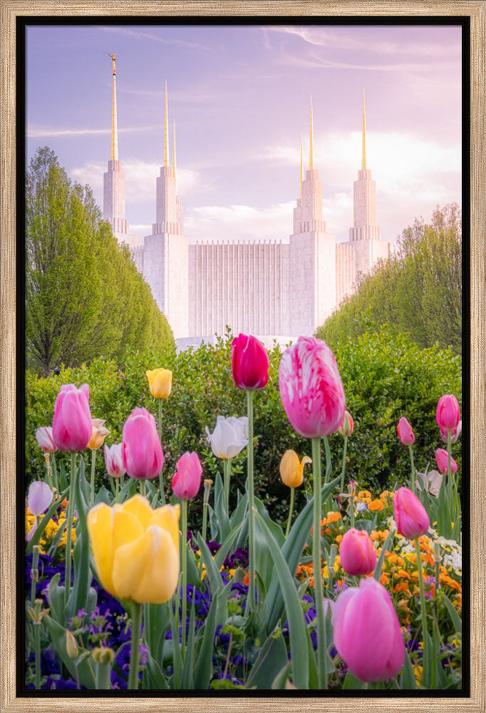 Washington DC Temple - Tulips