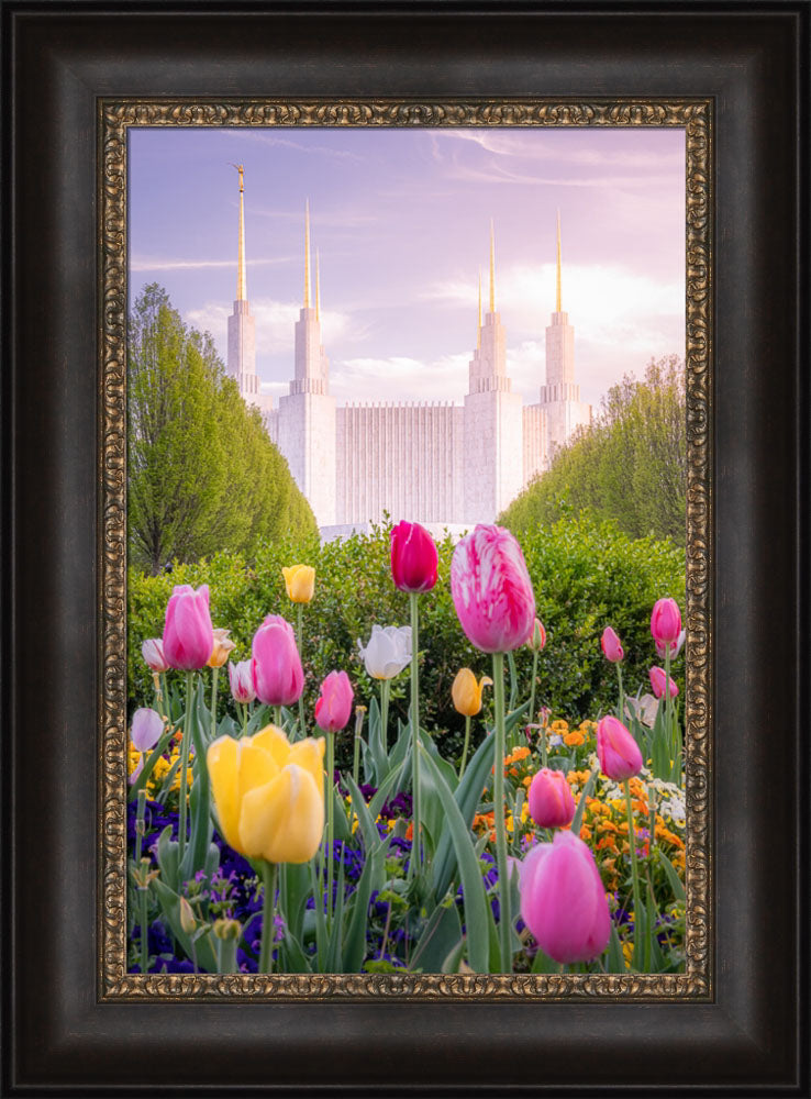 Washington DC Temple - Tulips