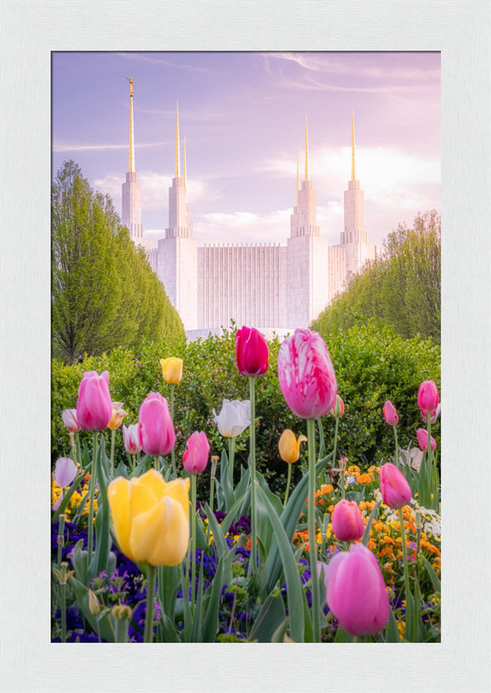 Washington DC Temple - Tulips
