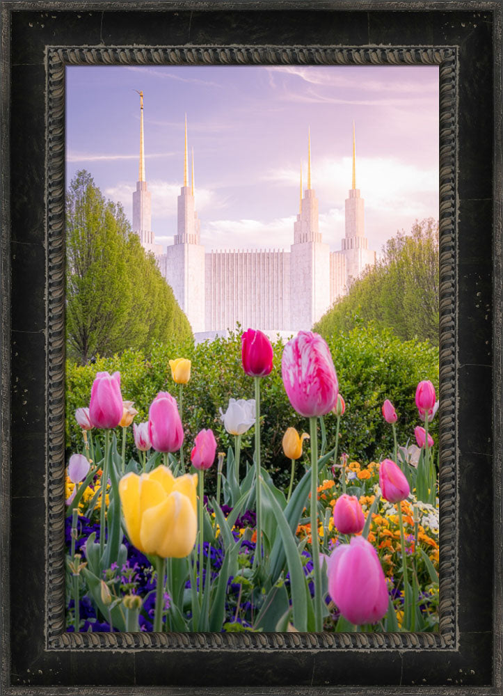 Washington DC Temple - Tulips