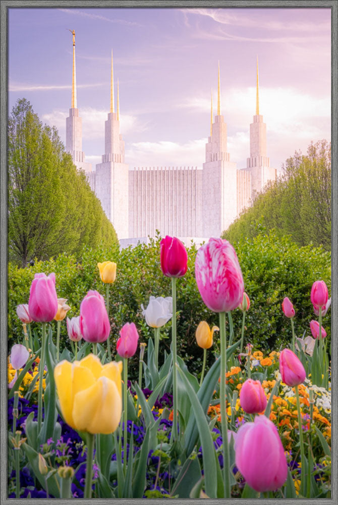 Washington DC Temple - Tulips