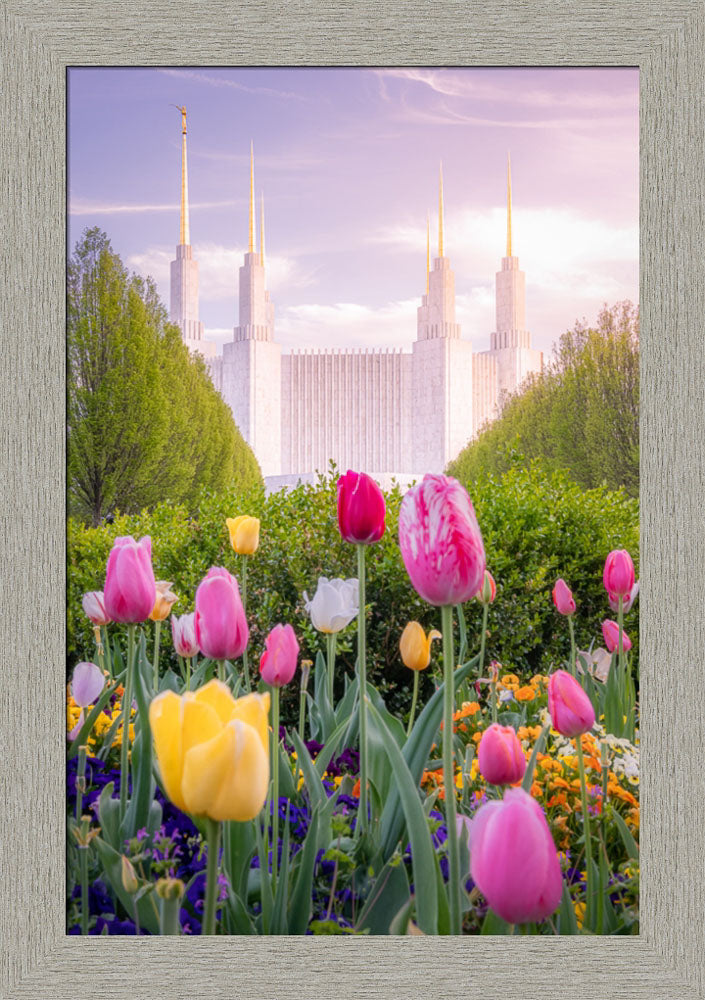 Washington DC Temple - Tulips