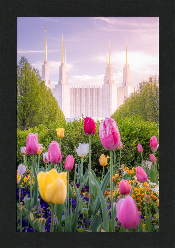 Washington DC Temple - Tulips
