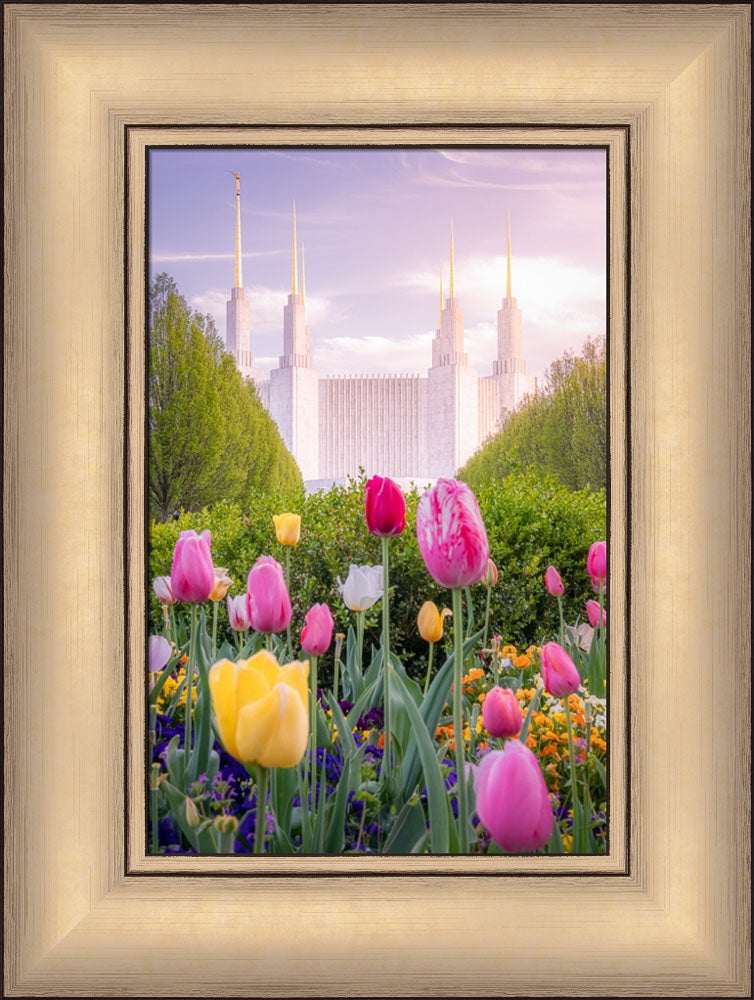 Washington DC Temple - Tulips