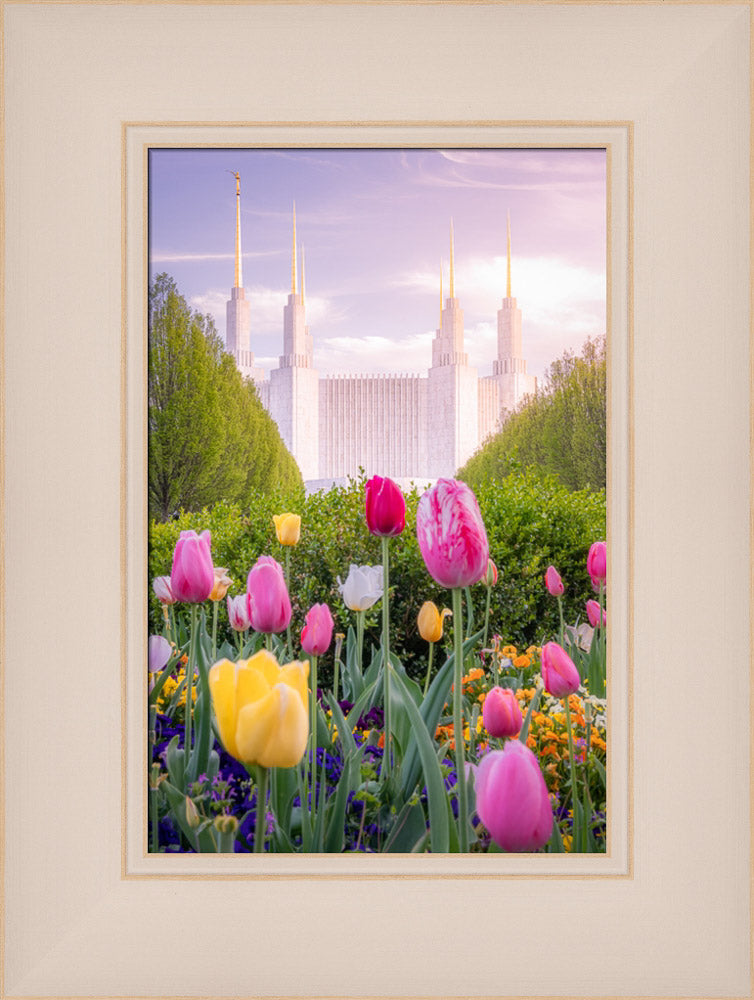 Washington DC Temple - Tulips