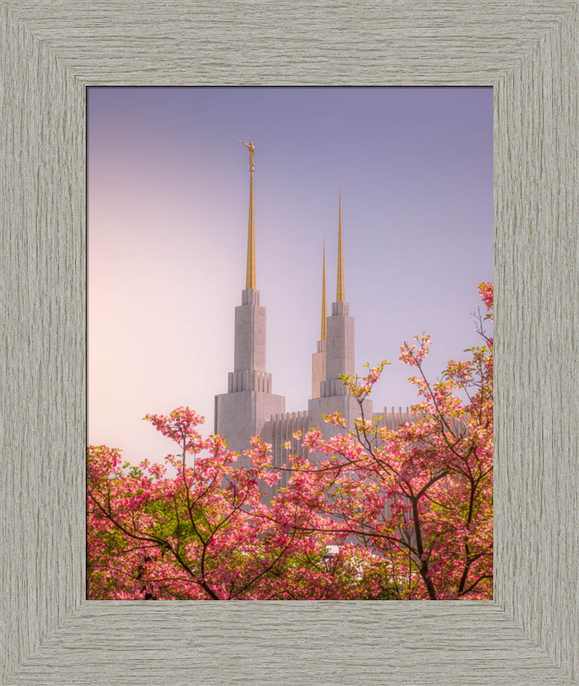 Washington DC Temple - Spires and Blooms