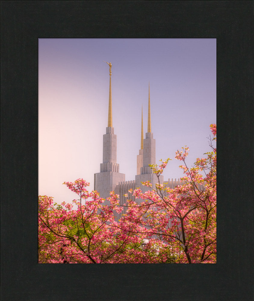Washington DC Temple - Spires and Blooms