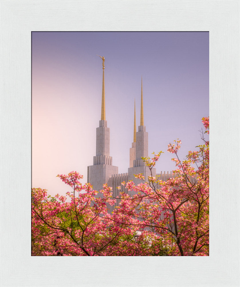 Washington DC Temple - Spires and Blooms