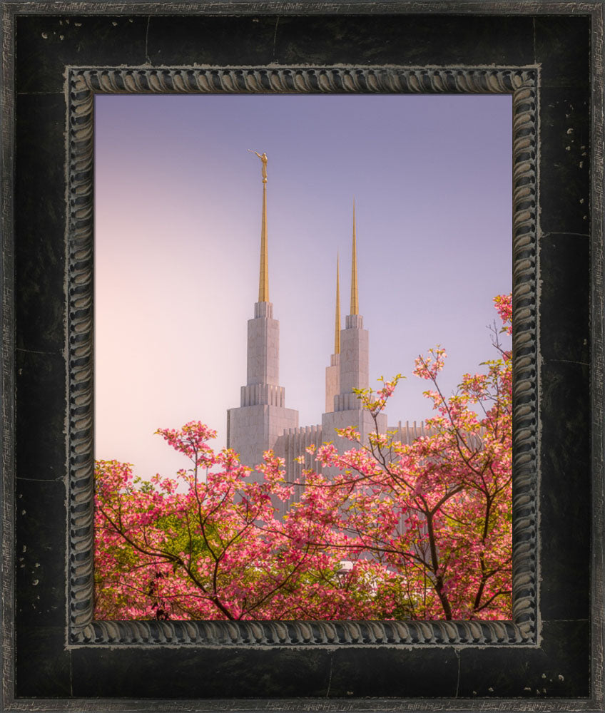 Washington DC Temple - Spires and Blooms