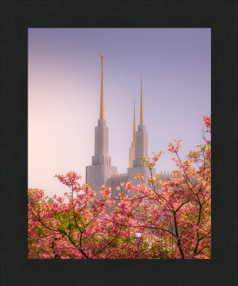Washington DC Temple - Spires and Blooms