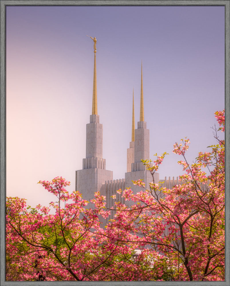 Washington DC Temple - Spires and Blooms