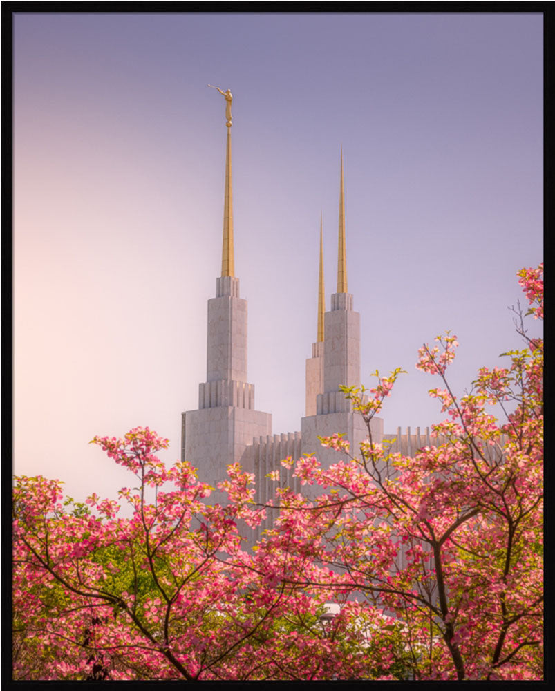 Washington DC Temple - Spires and Blooms