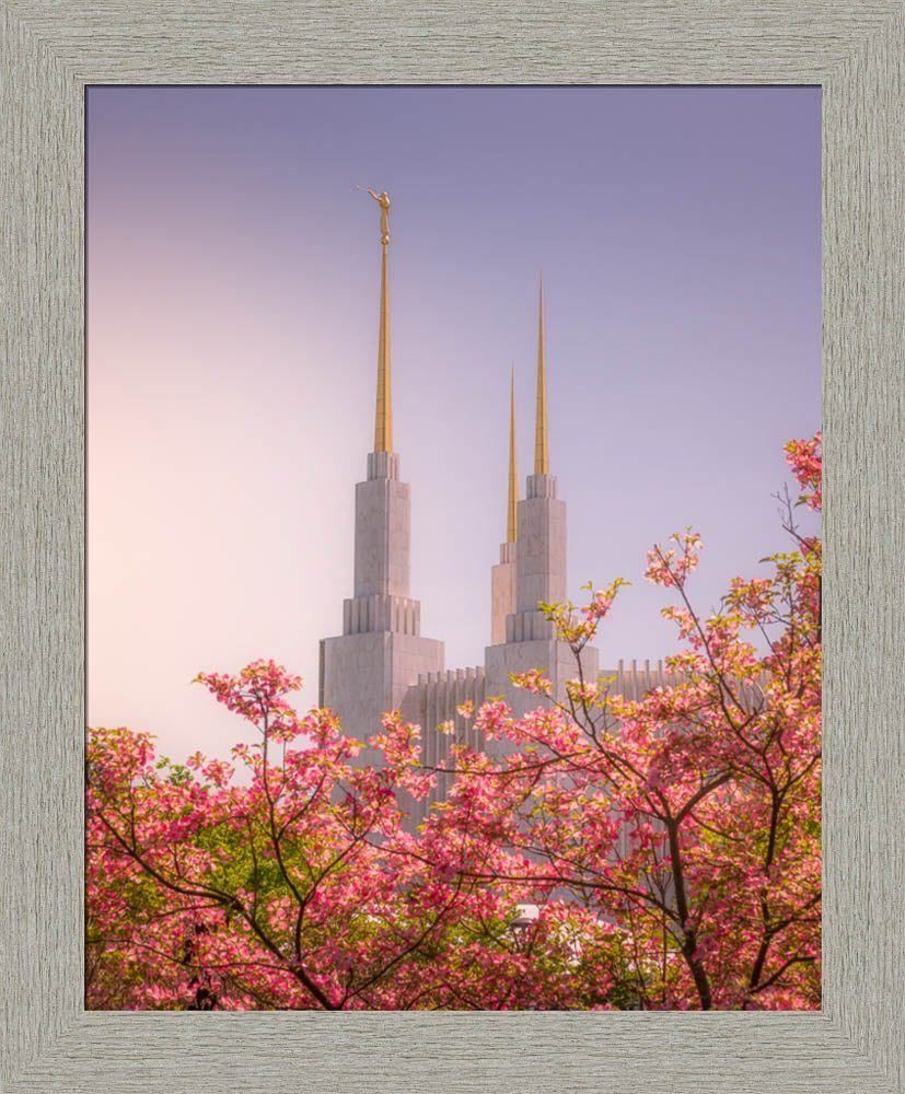 Washington DC Temple - Spires and Blooms