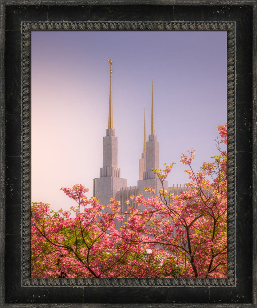 Washington DC Temple - Spires and Blooms