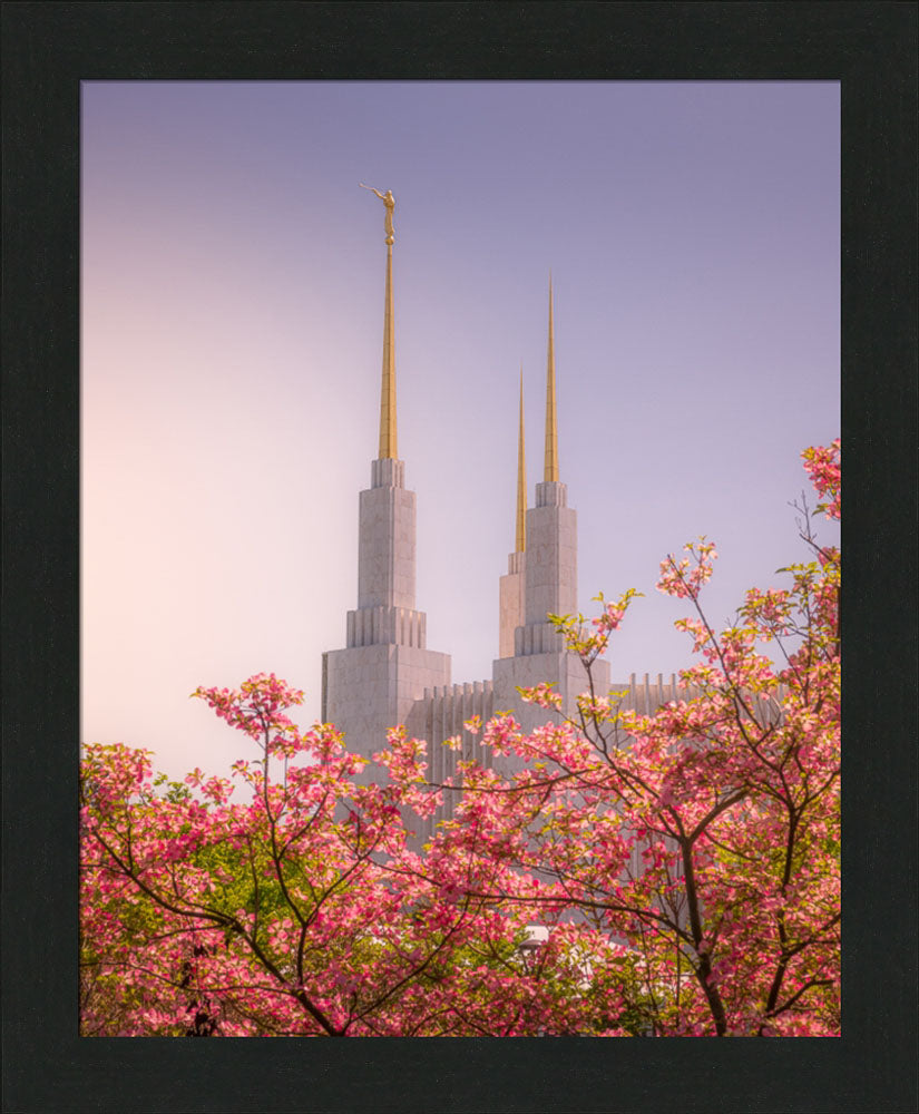 Washington DC Temple - Spires and Blooms