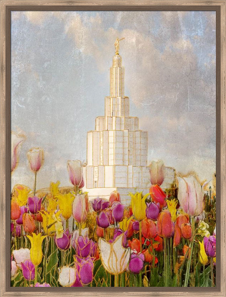 Idaho Falls Temple - Tulips by Mandy Jane Williams