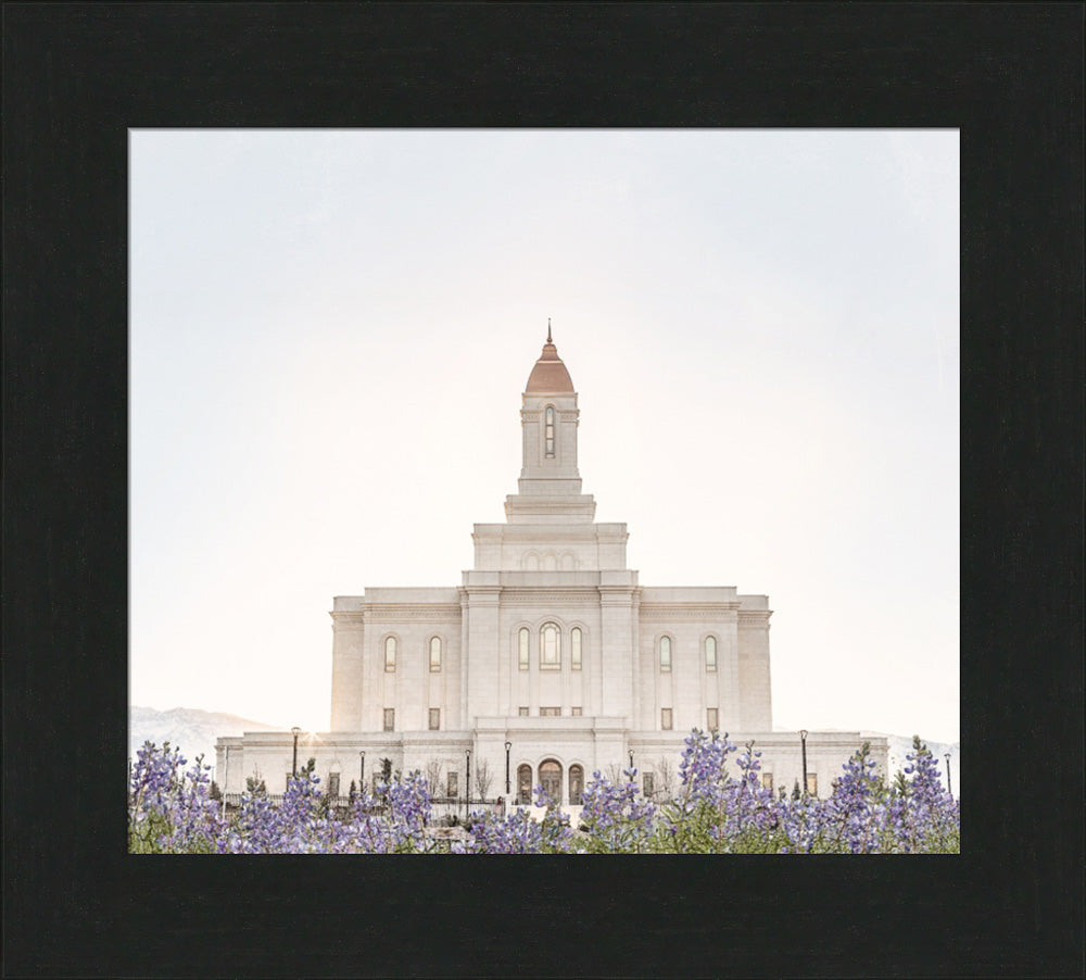 Deseret Peak Utah Temple- Mountain Lupine