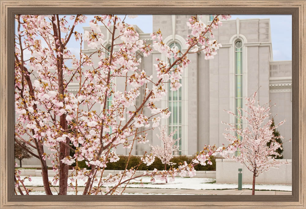 Mt Timpanogos Temple - Cherry Blossoms