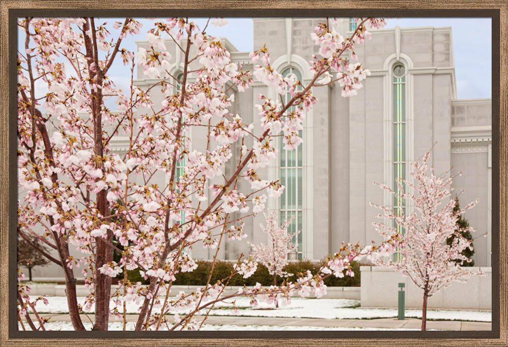 Mt Timpanogos Temple - Cherry Blossoms