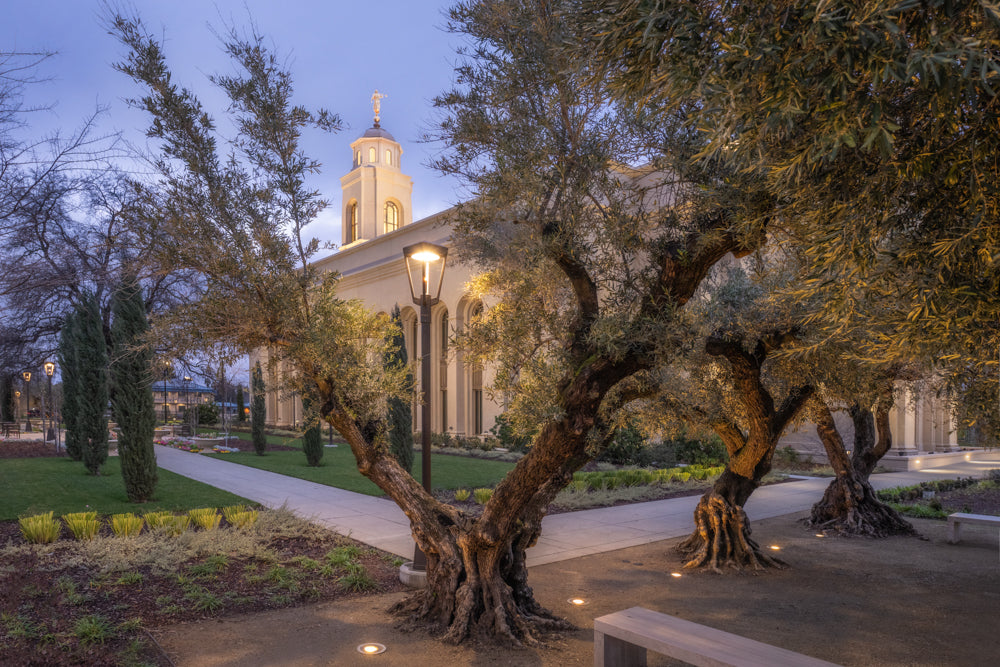 The Feather River California Temple in the evening through the trees.