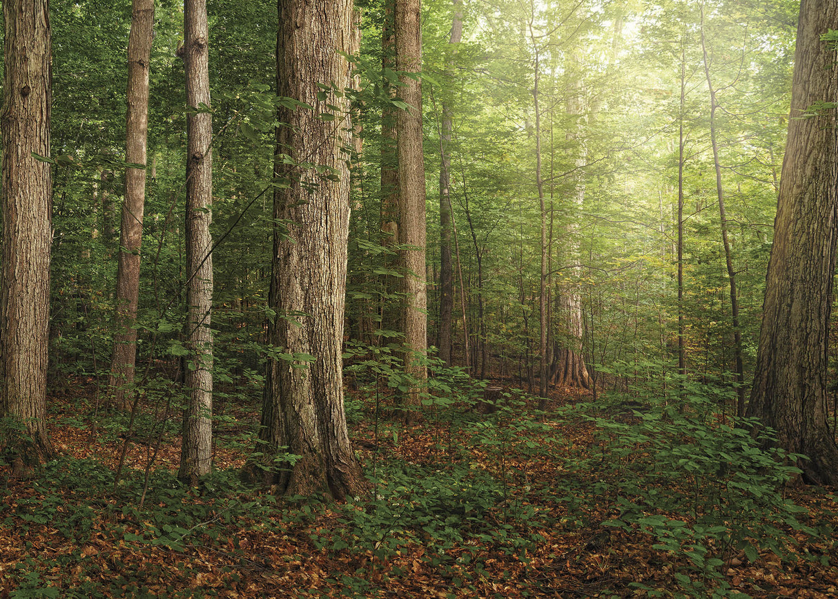 Sacred Grove