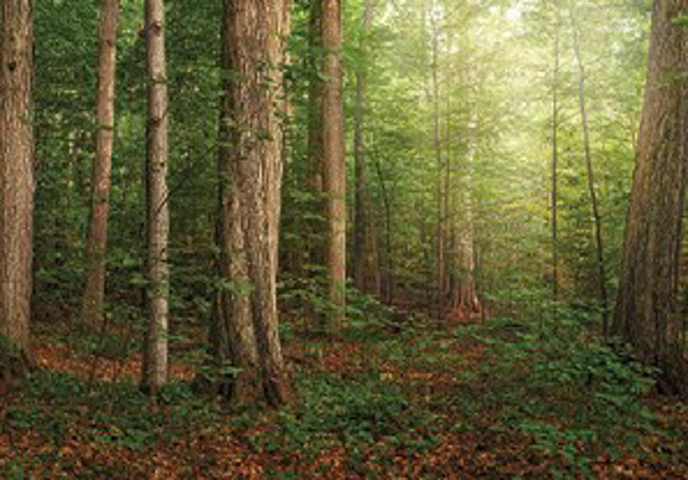Sacred Grove