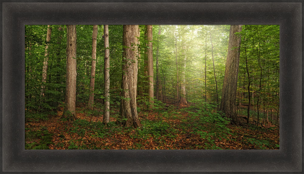 Sacred Grove - panoramic by Robert A Boyd