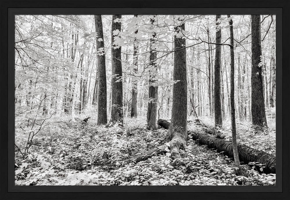 Sacred Grove - A Light Descended by Robert A Boyd