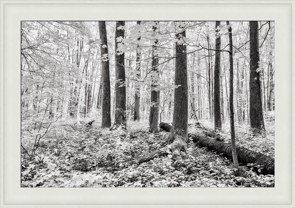 Sacred Grove - A Light Descended by Robert A Boyd