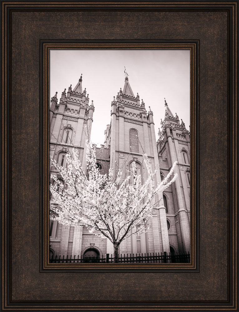 Salt Lake Temple - Flowering Tree