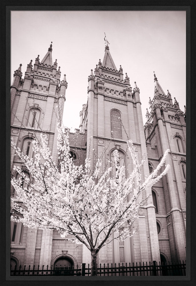 Salt Lake Temple - Flowering Tree