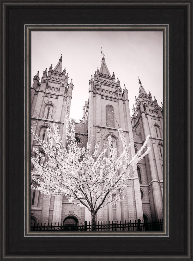 Salt Lake Temple - Flowering Tree