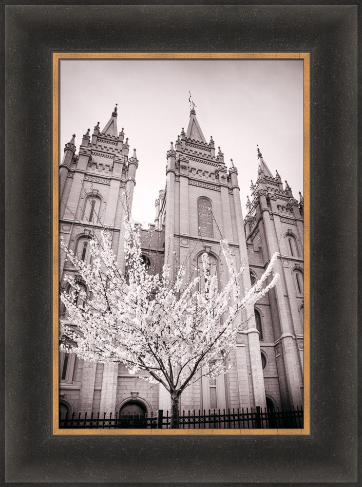 Salt Lake Temple - Flowering Tree